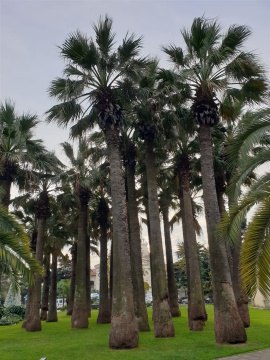 Студия, 13/19 эт., 36м²